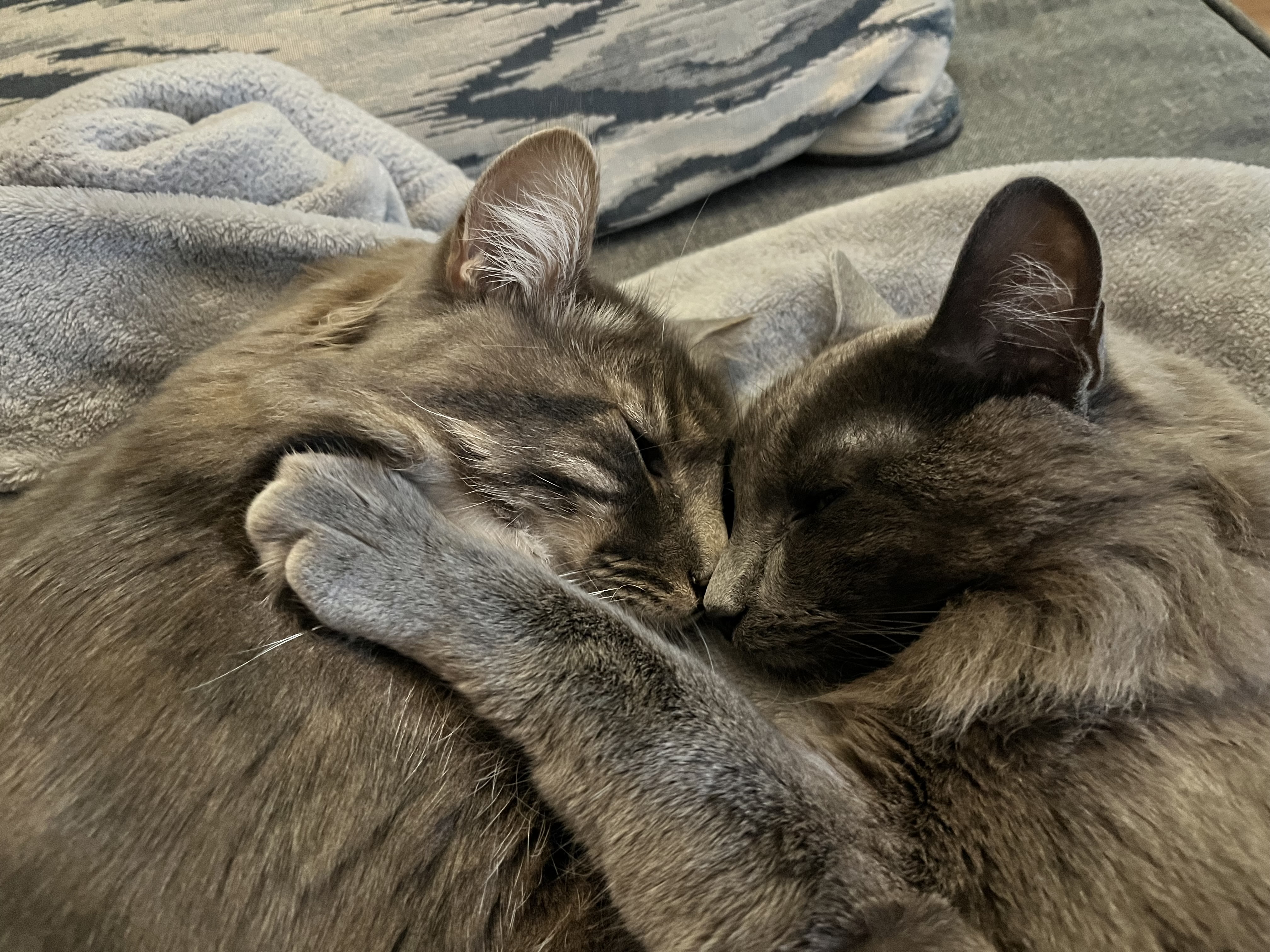 A picture of my two kitties, snuggling on the couch. Both kitties are facing each other, with their noses touching.