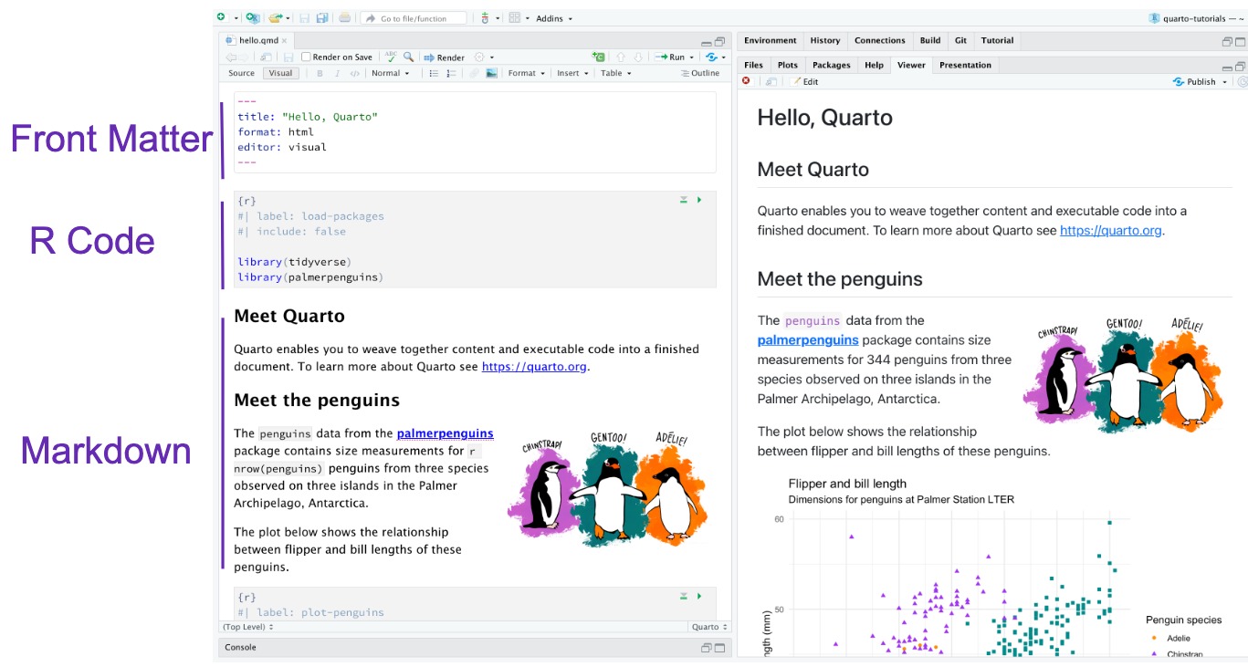 The image shows a split-screen view of a Quarto document editor and the rendered output in a browser-like preview. On the left side, the code editor is displayed, and on the right side, the rendered HTML output of the document. On the left, the top section contains the front matter, which includes metadata about the document such as the title ('Hello, Quarto'), the format (HTML), and the editor (set to visual mode). Below this, there is an R code chunk where R packages are loaded (specifically, 'tidyverse' and 'palmerpenguins'). This section is marked with `{r`} at the beginning of the code chunk, and the chunk is labeled 'load-packages.' Some options, like 'include: false', are present to prevent this code from appearing in the final rendered output. Following the code is Markdown content, which includes text descriptions and headings such as 'Meet Quarto' and 'Meet the Penguins'. There are also inline code elements and hyperlinks, like a link to the Palmer Penguins dataset. On the right side of the image, the rendered output is displayed, showing formatted text and visuals. The title 'Hello, Quarto' is shown as a heading, followed by a description of Quarto and a section discussing penguins. A link to the Palmer Penguins dataset is included, along with a colorful illustration of three penguins representing different species (Chinstrap, Gentoo, and Adélie). Below this text, a plot is displayed, showing the relationship between flipper length and bill length for these penguin species. This image highlights how Quarto documents combine code, Markdown, and front matter to create a dynamic and executable report.