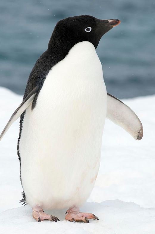 A picture of an Adelie penguin. An adult Adelie penguin is black on the head, throat and upper parts, with snowy white underparts. The penguin has a conspicuous white eye ring around a black iris. Its beak is largely covered with black feathers, leaving only the tip exposed; this is primarily black, though it can show indistinct reddish-brown markings. The upper surface of the wing is black with a white trailing edge, while the underside is white with a narrow black leading edge and a small black tip. The legs and feet, which are mostly unfeathered, are pinkish.