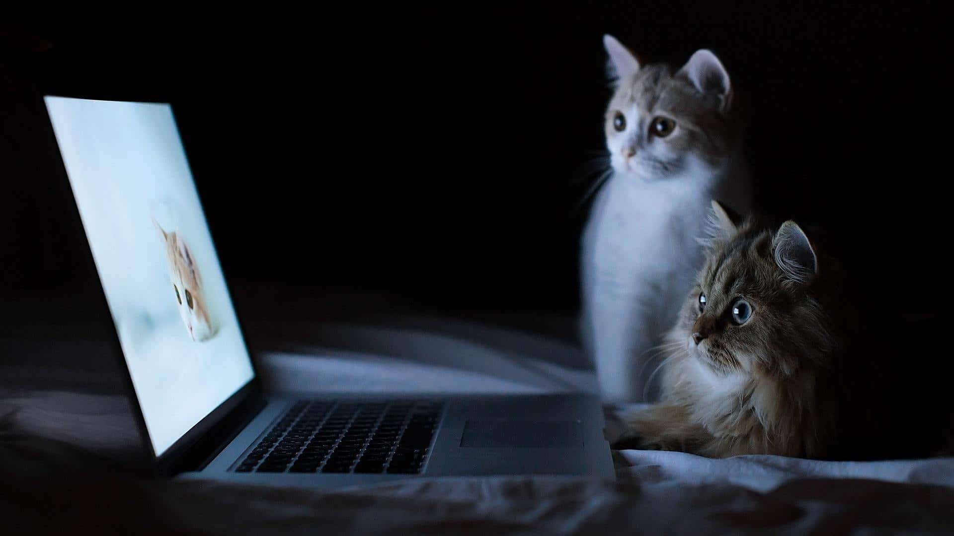 Two cats staring at a computer screen, in a dimly lit room. The computer screen is displaying a picture of a cat.