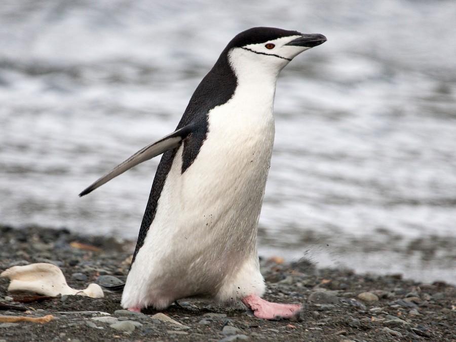 A picture of a Chinstrap penguin. An adult Chinstrap penguin has flippers that are black with a white edge; the inner sides of the flippers are white. A Chinstrap penguin's face is white extending behind the eyes, which are reddish brown; the chin and throat are white, as well, while the short bill is black. Chinstrap penguins have strong legs and the webbed feet that are pink. Its short, stumpy legs give it a distinct waddle when it walks.