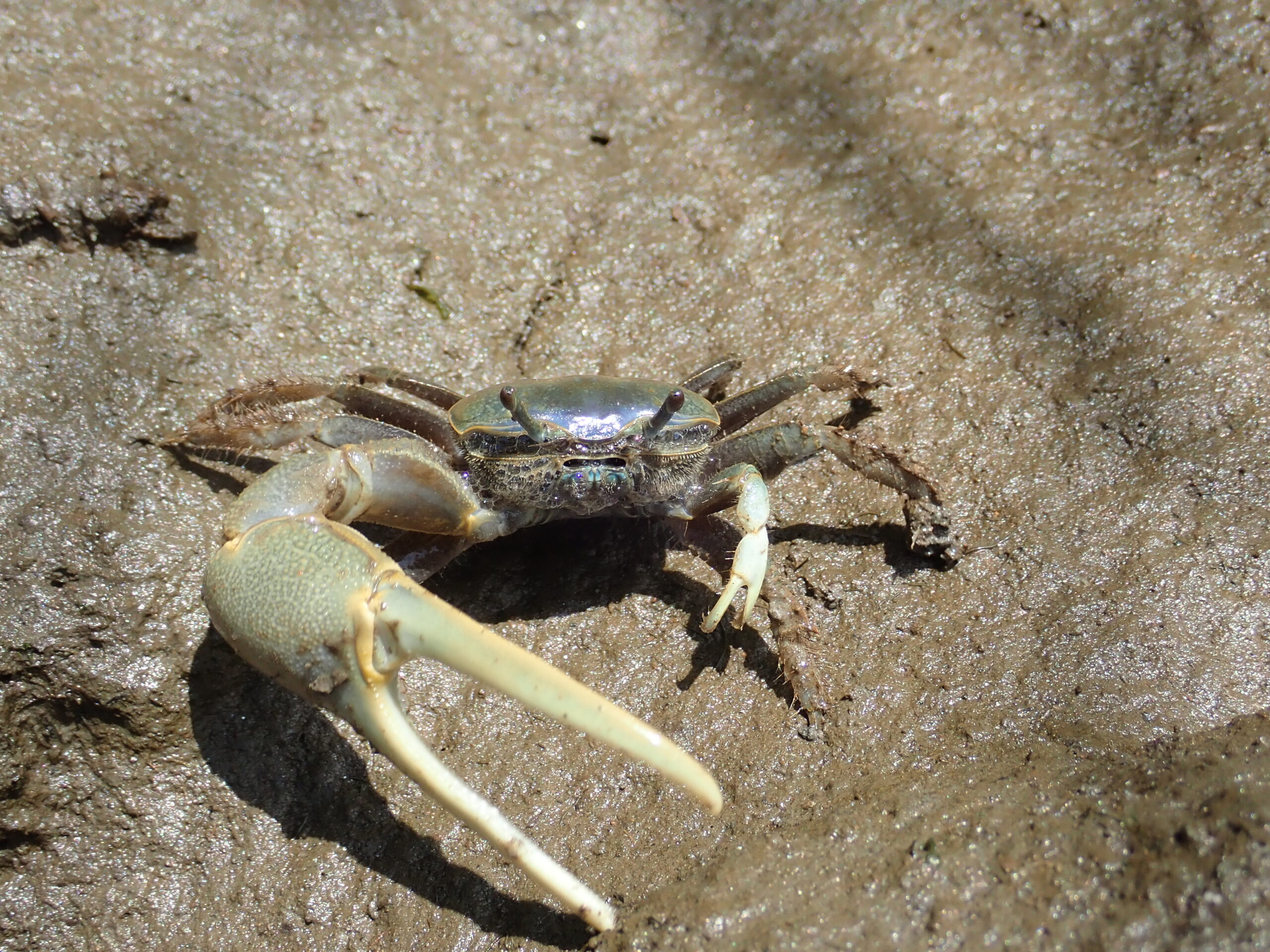 A fiddler crab on wet, muddy ground. The crab has one large, pale claw and one much smaller claw, with a shiny carapace and stalked eyes.
