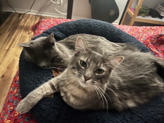 The third image is of Dr. Theobold's two cats snuggled in a cat bed together.