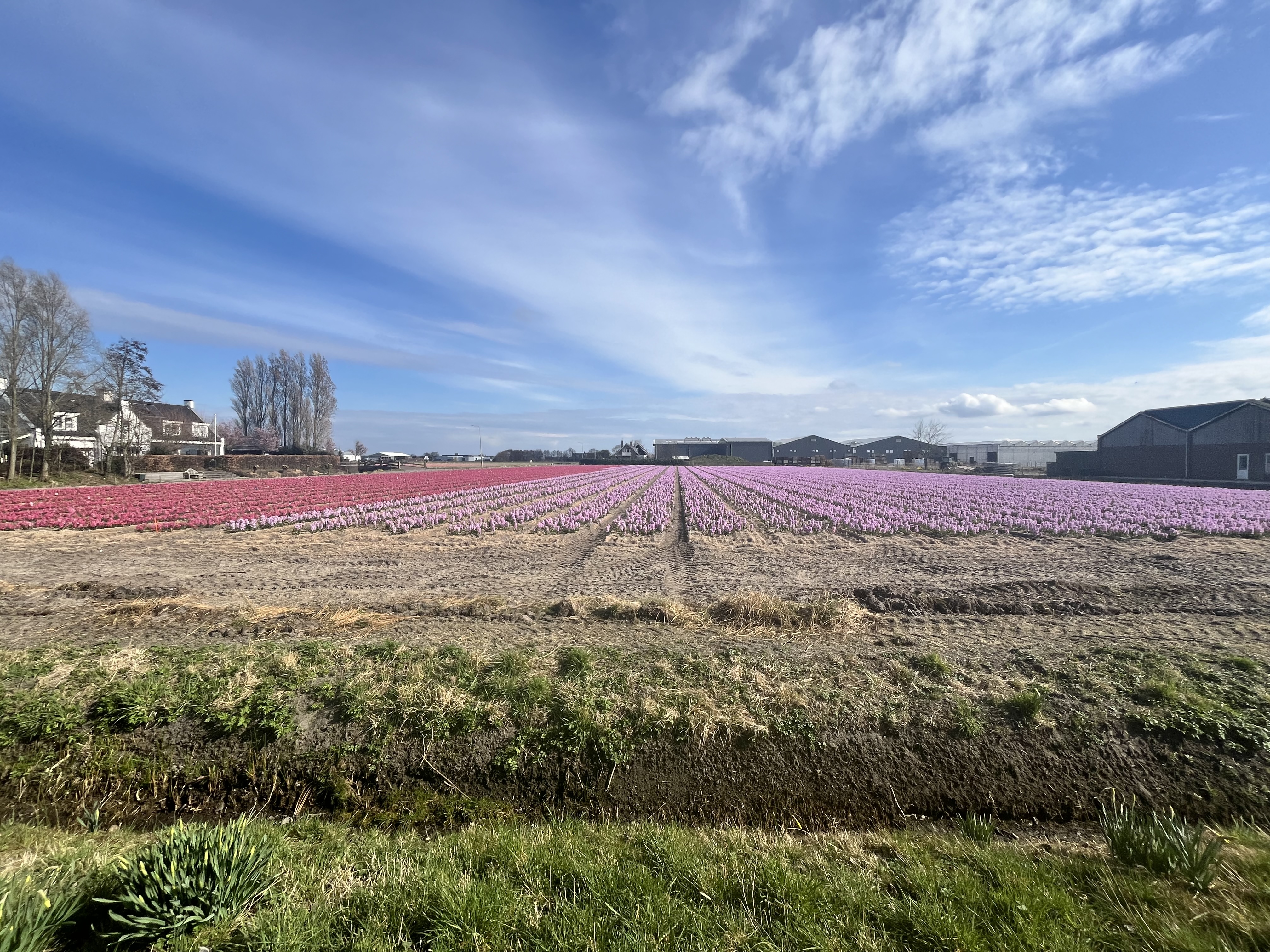Three images of things related to Dr. Theobold's life. The first image is of a field of purple flowers from Dr. Theobold's spring break trip to Amsterdam.